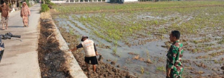 Babinsa Koramil 1605/Sukagumiwang Monitoring dan Dampingi Petani di Area Sawah Desa Tulungagung