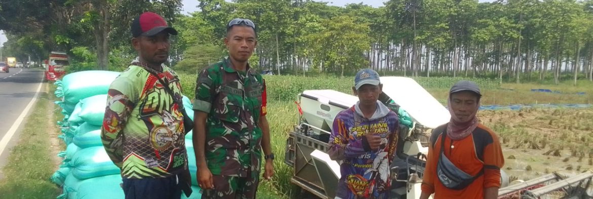 Babinsa Koramil 1605/Sukagumiwang Dampingi Pesta Panen Padi, Pastikan Aktivitas Pertanian Berjalan Lancar
