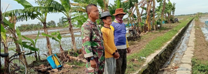Babinsa Koramil 1603/Lohbener Dampingi Petani Desa Cidempet Percepat Musim Tanam II
