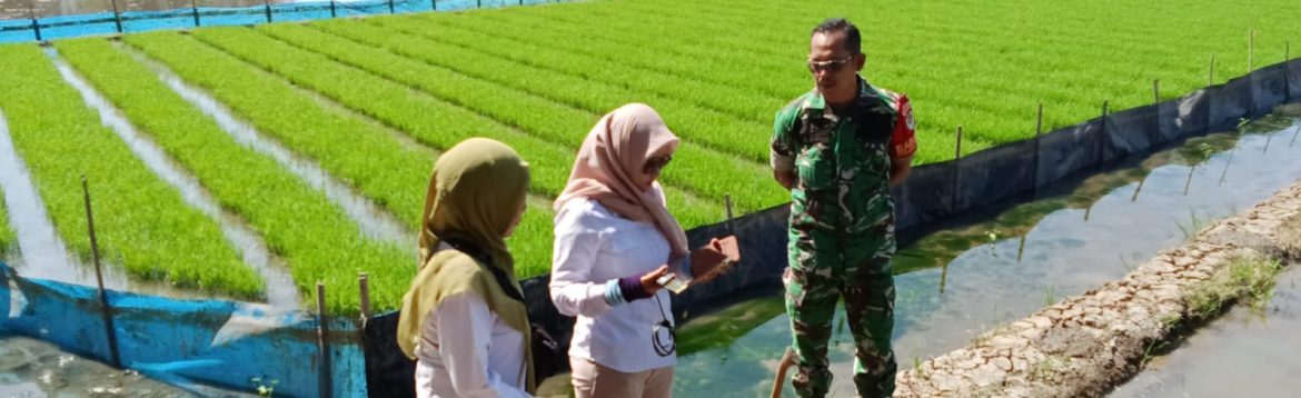 Babinsa Koramil 1601/Indramayu Komsos Bersama PPL Pertanian, Dampingi Pengecekan pH Tanah Jelang Musim Tanam Padi