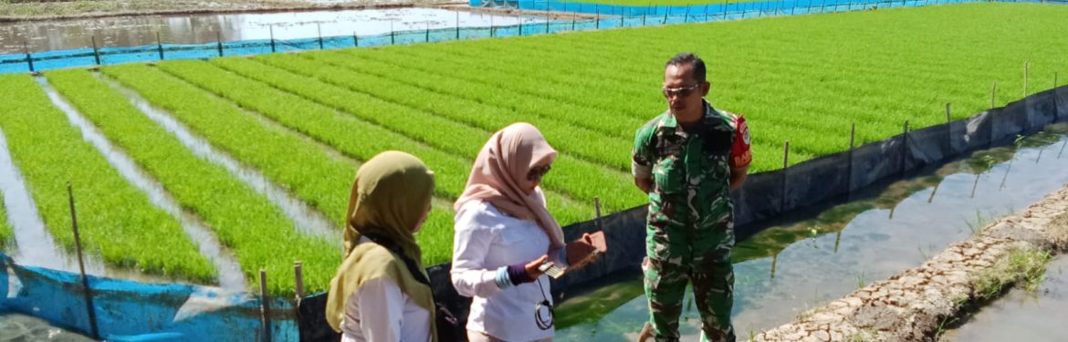 Babinsa Koramil 1601/Indramayu Komsos Bersama PPL Pertanian, Dampingi Pengecekan pH Tanah Jelang Musim Tanam Padi