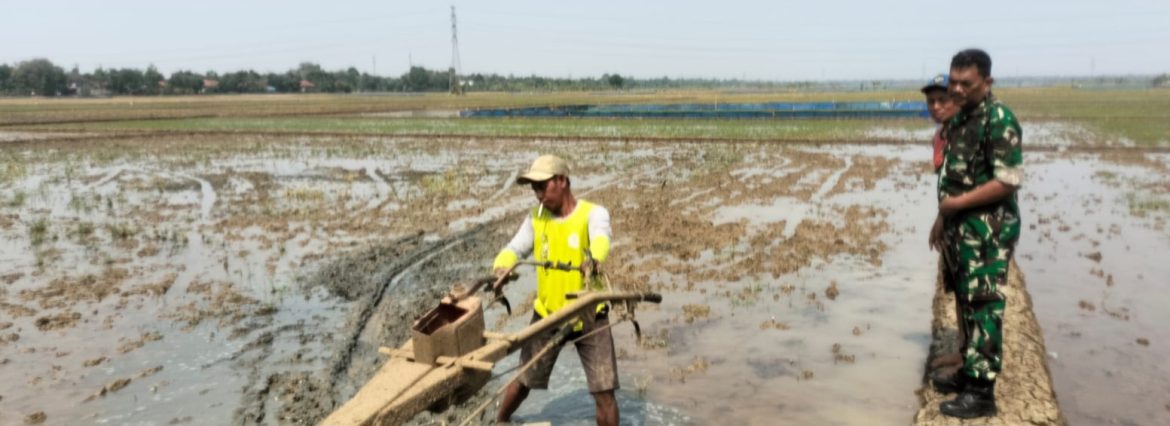 Babinsa Koramil 1605 Sukagumiwang Dampingi Petani di Tenajar Lor, Pastikan Persiapan Tanam Berjalan Optimal