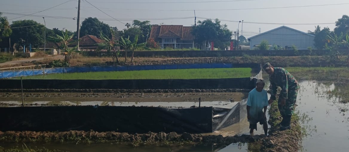 Babinsa Koramil 1605/Sukagumiwang Monitoring dan Dampingi Persiapan Persemaian Bibit Padi di Desa Gedangan