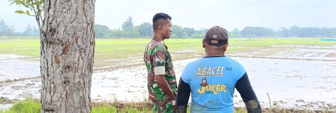 Babinsa Koramil 1605/Sukagumiwang Monitoring dan Dampingi Kegiatan Pertanian di Desa Lemahayu