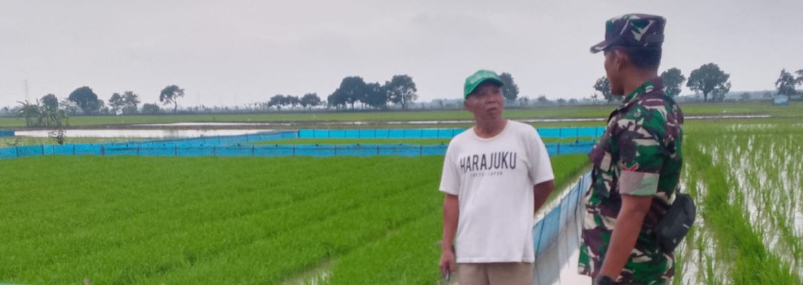 Babinsa Koramil 1605/Sukagumiwang Intensif Dampingi Petani, Pastikan Persiapan Tanam Padi di Desa Cibeber Berjalan Optimal
