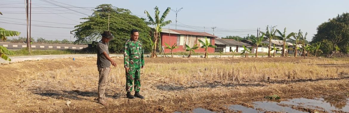 Babinsa Koramil 1601 Indramayu Monitoring dan Dampingi Persiapan Tanam Padi di Desa Tulungagung
