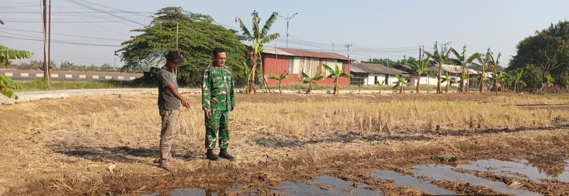 Babinsa Koramil 1605/Sukagumiwang Monitoring dan Pendampingan Pertanian di Desa Tulungagung