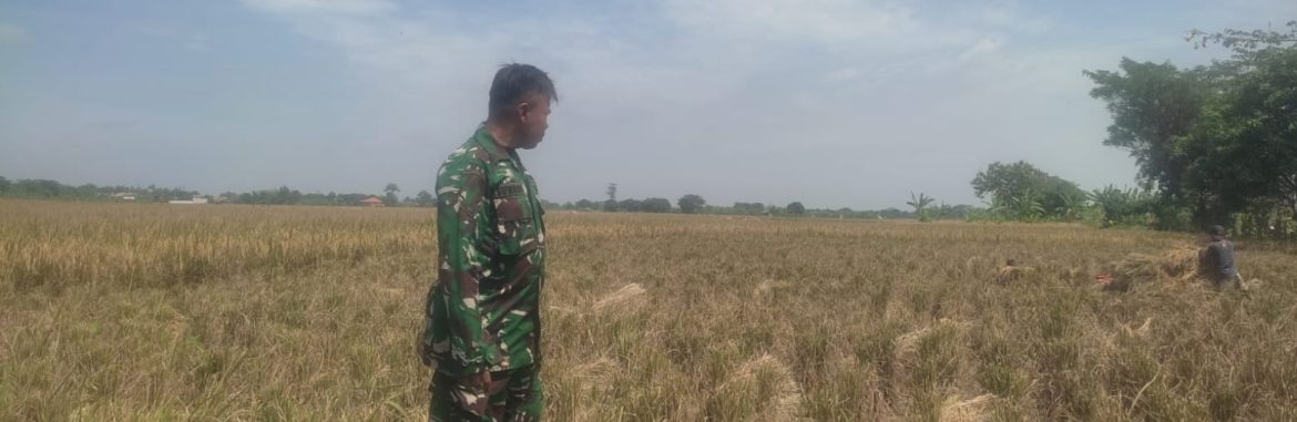 BABINSA KORAMIL 1605/SUKAGUMIWANG LAKSANAKAN MONITORING DAN PENDAMPINGAN PERTANIAN DI DESA KLIWED