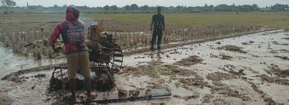 Babinsa Koramil 1605 Sukagumiwang Dampingi Petani Olah Lahan di Desa Manguntara, Dukung Percepatan Musim Tanam