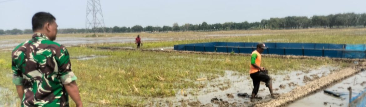 Babinsa Koramil 1605/Sukagumiwang Dampingi Petani Olah Lahan di Blok Anjun Tenajar Lor