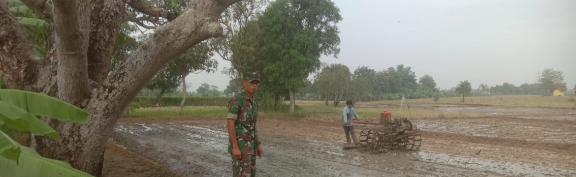 Babinsa Koramil 1605 Sukagumiwang Dampingi Petani Olah Lahan dan Tanam Padi di Desa Cadangpinggan