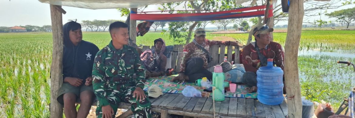 Babinsa Koramil 1601/Indramayu Komsos Bersama Petani Sudimampir
