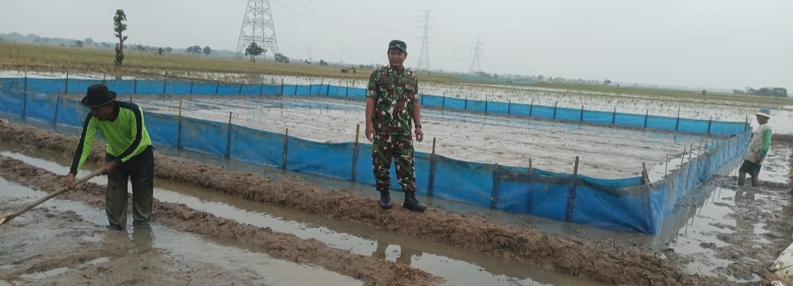 Babinsa Koramil 1605/Sukagumiwang Monitoring dan Dampingi Petani di Desa Manguntara