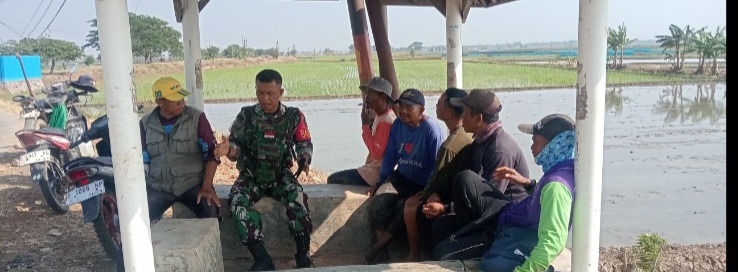 Babinsa Koramil 1603 Lohbener Dampingi Petani MT 2, Imbau Bijak Gunakan Air Irigasi