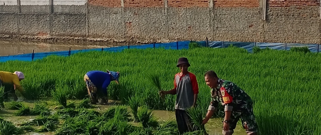 Babinsa Koramil 1605 Sukagumiwang Monitoring dan Pendampingan Pertanian di Desa Sukagumiwang