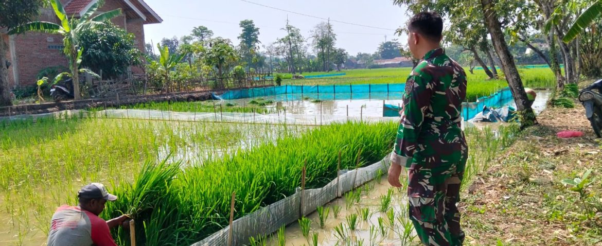 Babinsa Koramil 1605/Sukagumiwang Dampingi Petani Tanam Padi Musim Gadu di Desa Sukawera
