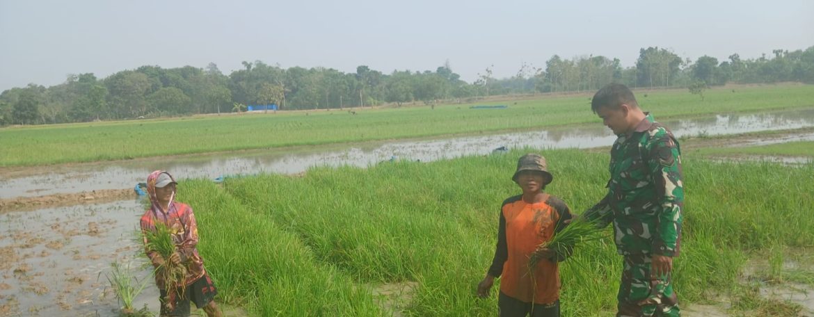 Babinsa Koramil 1605 Sukagumiwang Aktif Dampingi Petani, Pastikan Persiapan Tanam Padi Berjalan Optimal