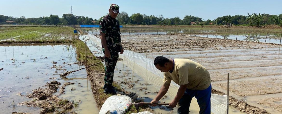 Babinsa Koramil 1605 Sukagumiwang Dampingi Petani Jengkok, Pastikan Pengolahan Lahan Berjalan Lancar