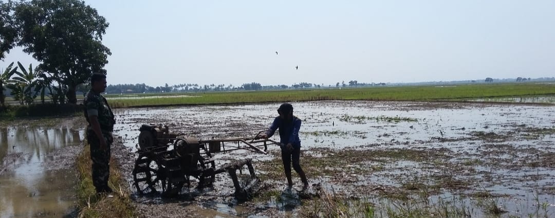 Babinsa Koramil 1605 Sukagumiwang Monitoring Pendampingan Olah Lahan Pertanian di Desa Tenajar Lor