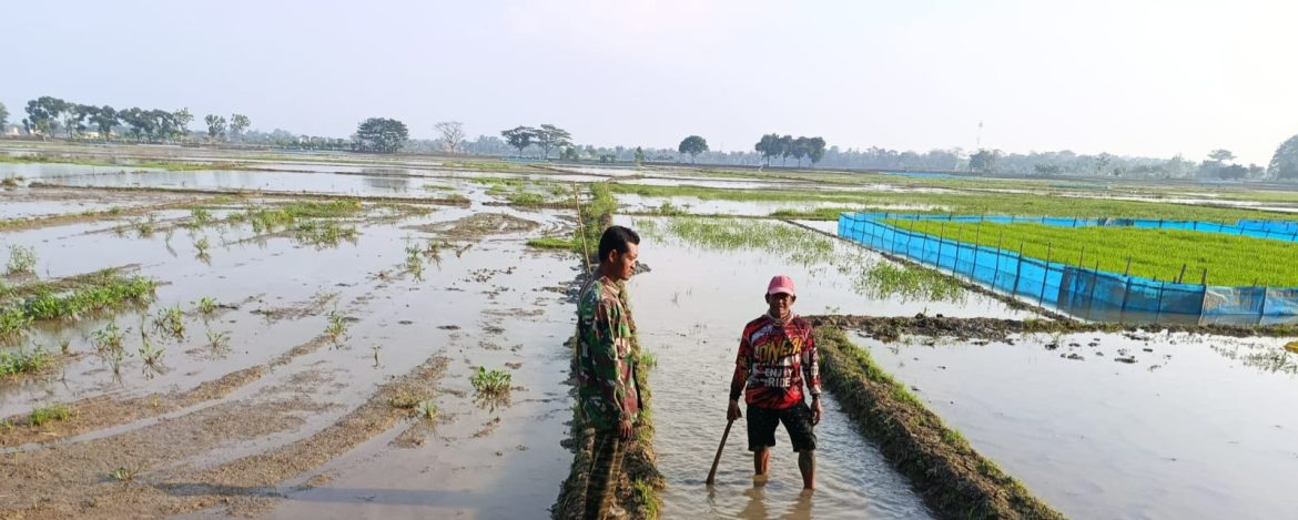 Babinsa Koramil 1605 Sukagumiwang Aktif Monitoring dan Dampingi Petani di Desa Larangan Jambe