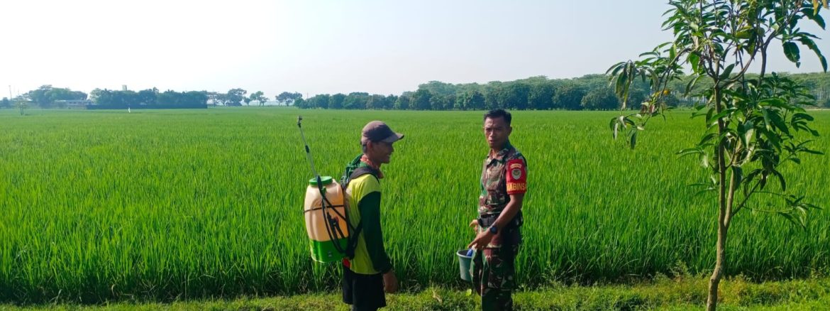 Babinsa Koramil 1605 Sukagumiwang Monitoring dan Pendampingan Pertanian di Desa Cadangpinggan