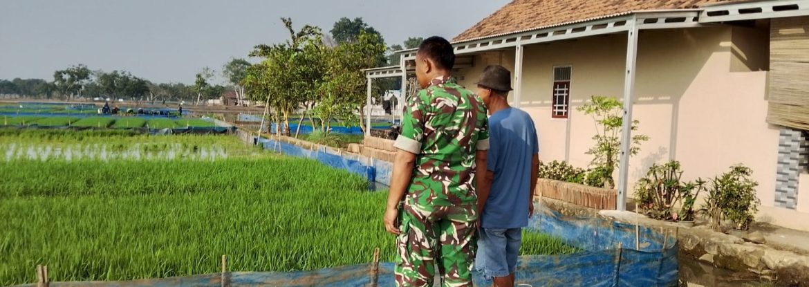 Babinsa Koramil 1605 Sukagumiwang Monitoring dan Pendampingan Pertanian di Desa Gunungsari
