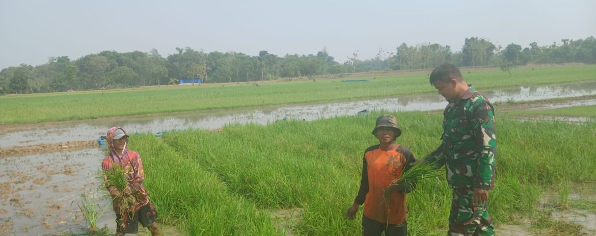 Babinsa Koramil 1605 Sukagumiwang Monitoring dan Pendampingan Pertanian di Desa Tersana