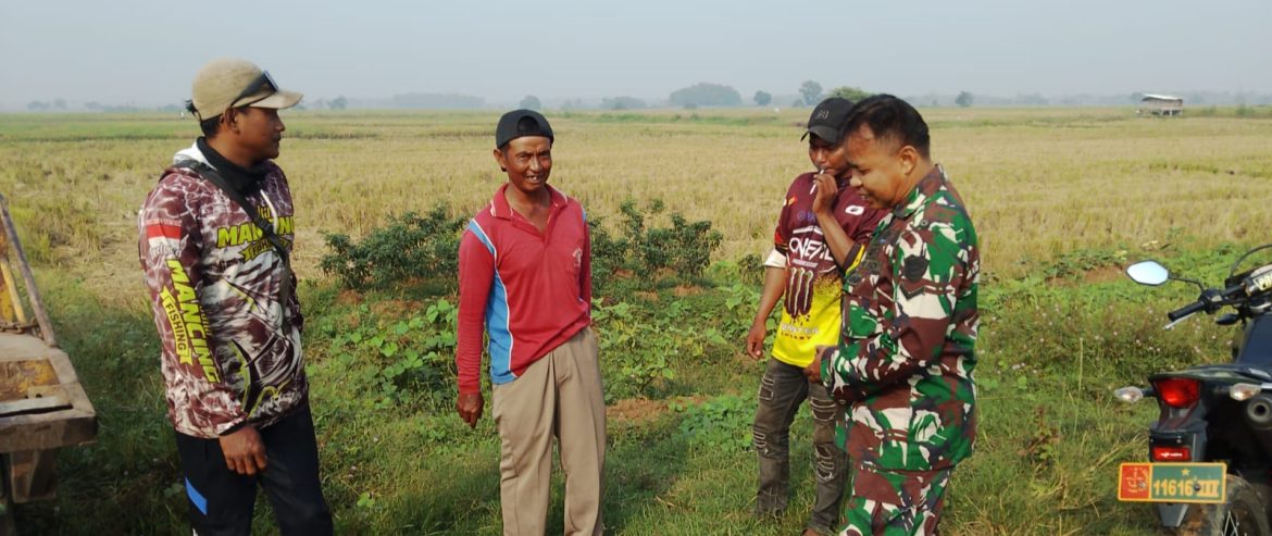 Babinsa Koramil 1605 Sukagumiwang Monitoring dan Pendampingan Pertanian di Desa Kliwed