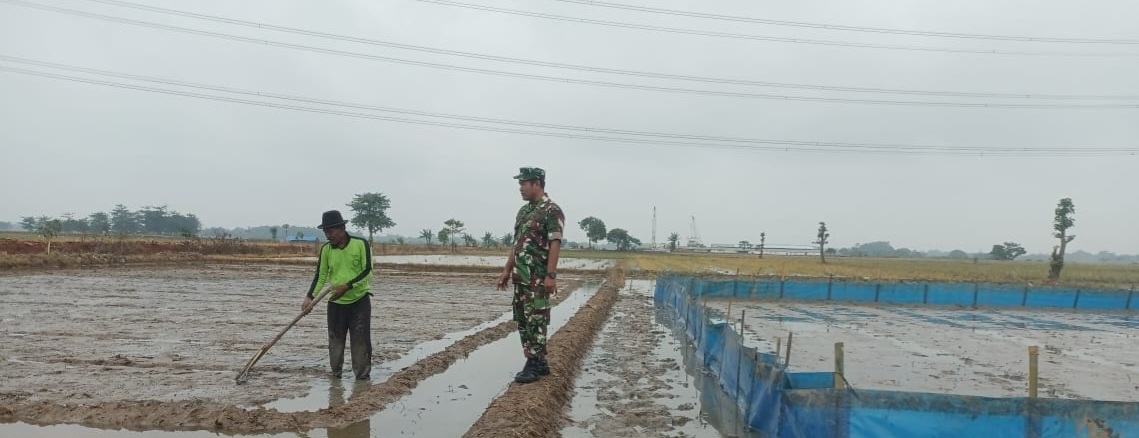 Babinsa Koramil 1605 Sukagumiwang Monitoring Pertanian di Desa Jambe, Pastikan Kesiapan Lahan Hadapi Musim Tanam