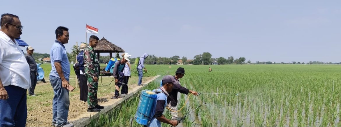Koramil 1601 Indramayu Perkuat Ketahanan Pangan Lewat Komsos dan Pendampingan Petani