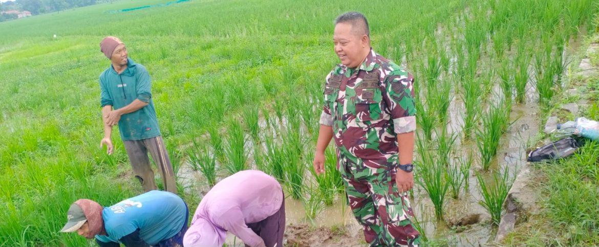 Babinsa Koramil 1605/Sukagumiwang Monitoring dan Pendampingan Pertanian di Desa Sukagumiwang