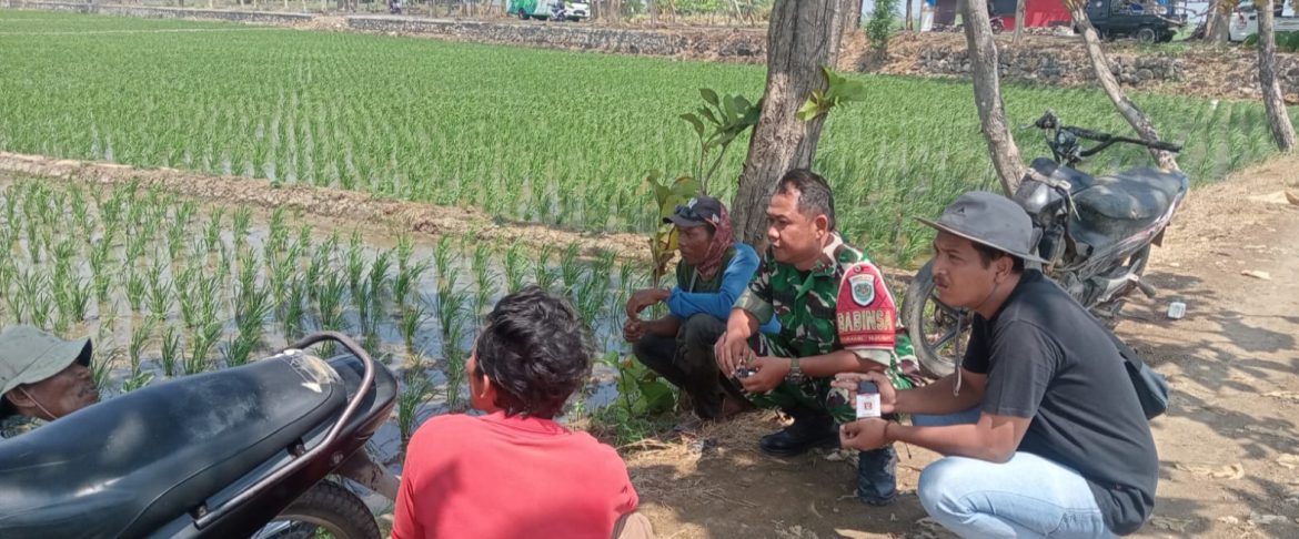 Babinsa Koramil 1601/Indramayu Komsos dengan Petani Desa Tegalsembadra, Imbau Warga Antisipasi Musim Kemarau