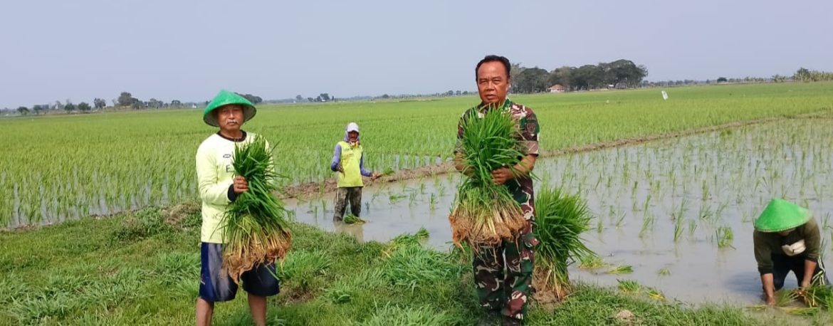 Babinsa Sukagumiwang Turun ke Sawah, Pantau Musim Tanam dan Serap Keluhan Petani Tenajar Kidul