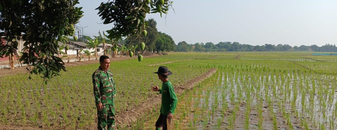 Babinsa Koramil 1605 Sukagumiwang Dampingi Petani Tulungagung, Pastikan Tanaman Padi Terjaga