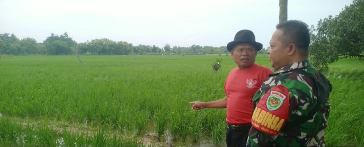 Babinsa Koramil 1605 Sukagumiwang Monitoring Pertanian, Pastikan Persiapan Musim Tanam Berjalan Optimal