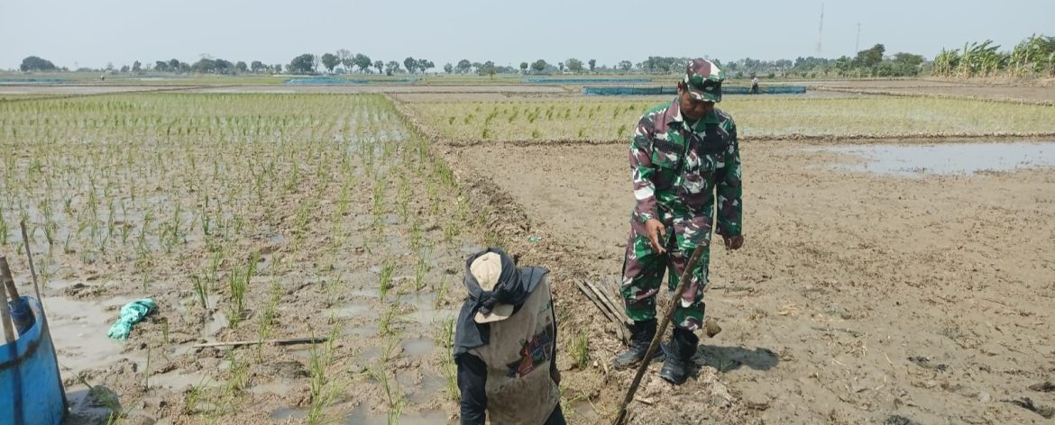 Babinsa Koramil 1605 Sukagumiwang Pantau Langsung Kondisi Pertanian di Desa Manguntara