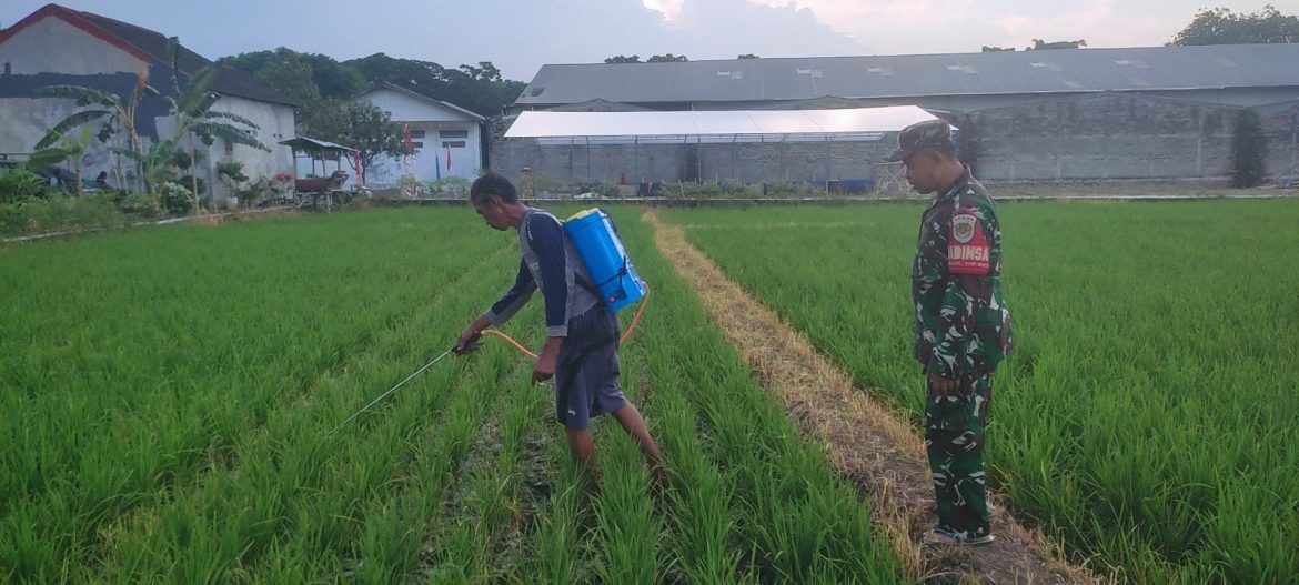 Babinsa Koramil 1605/Sukagumiwang Monitoring dan Pendampingan Pertanian di Desa Kliwed