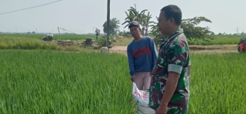 Babinsa Koramil 1605/Sukagumiwang Turun ke Sawah, Dampingi Petani Desa Jambe Rawat Tanaman Padi