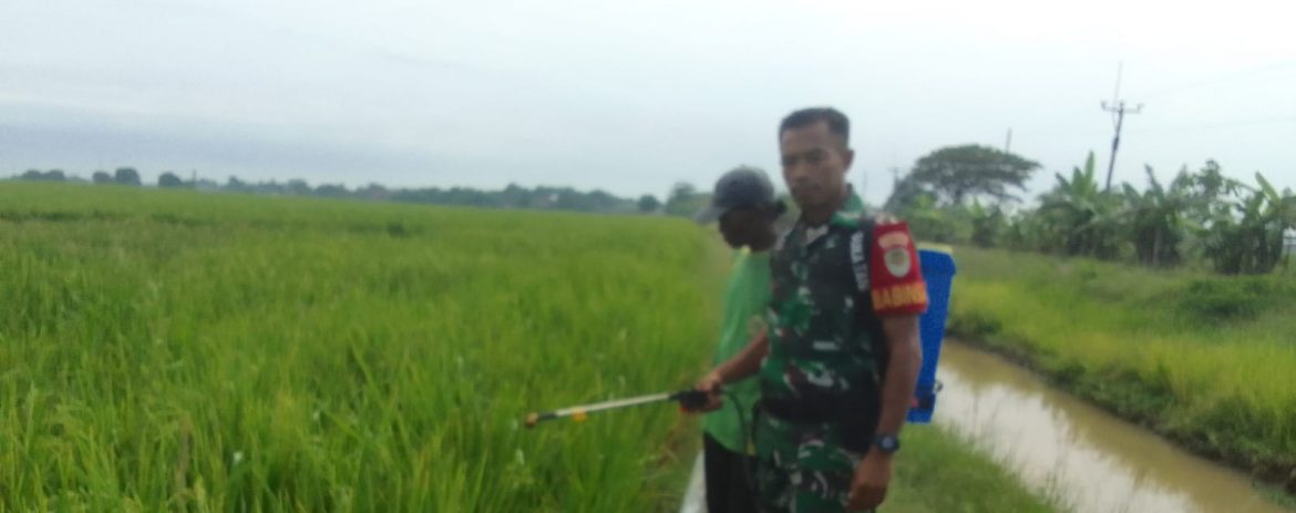 Dukung Ketahanan Pangan, Babinsa Koramil 1605/Sukagumiwang Dampingi Pengolahan Lahan dan Penanaman Padi