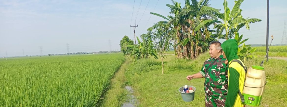 Babinsa Koramil 1605 Sukagumiwang Turun ke Sawah, Pantau Musim Tanam dan Dengarkan Keluhan Petani