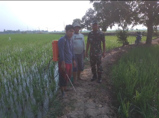 Babinsa Koramil 1605 Sukagumiwang Monitoring Pertanian di Tenajar Kidul, Cek Kondisi Lahan dan Kebutuhan Petani