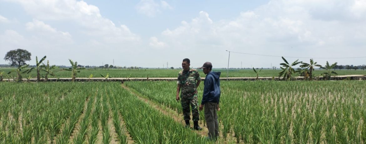 Babinsa Koramil 1605/Sukagumiwang Monitoring Pertanian di Tenajar Lor, Cek Kesiapan Lahan dan Pengairan
