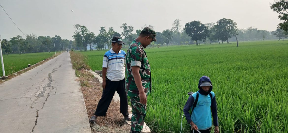 Babinsa Koramil 1605/Sukagumiwang Monitoring dan Pendampingan Pertanian di Desa Gedangan