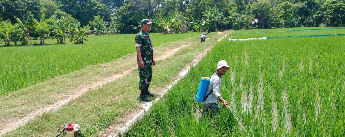 Babinsa Koramil 1605 Sukagumiwang Turun ke Sawah, Dampingi Petani Sukawera Hadapi Musim Tanam Gadu