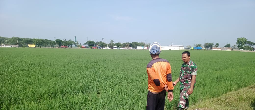 Pastikan Kondisi Sawah Terpantau, Babinsa Koramil 1605 Sukagumiwang Dampingi Petani Desa Jambe
