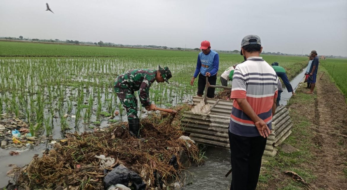 Babinsa Karangampel Sertu Budi H,dan Gapoktan Bersatu, Saluran Irigasi Dibersihkan Demi Sawah Tetap Terairi