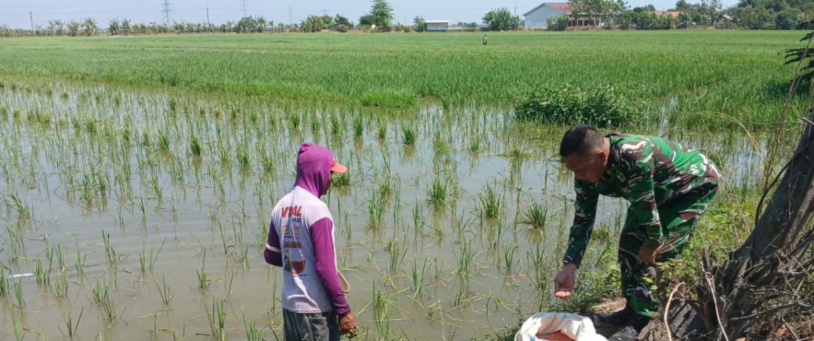 Babinsa Koramil 1605 Sukagumiwang Dampingi Petani Tulungagung, Pastikan Padi Terawat