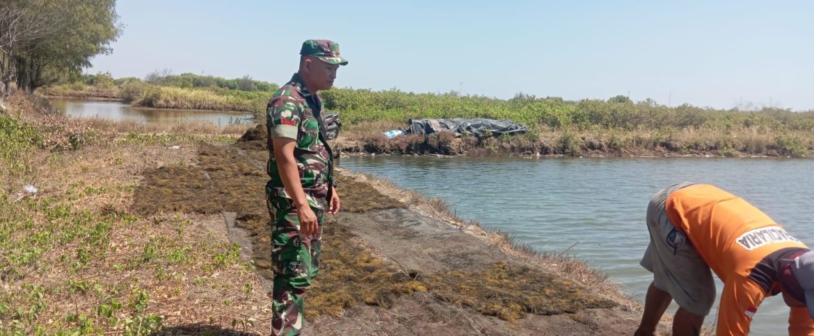 Babinsa Koramil 1601/Indramayu Dorong Petani Tambak Kembangkan Budidaya Rumput Laut