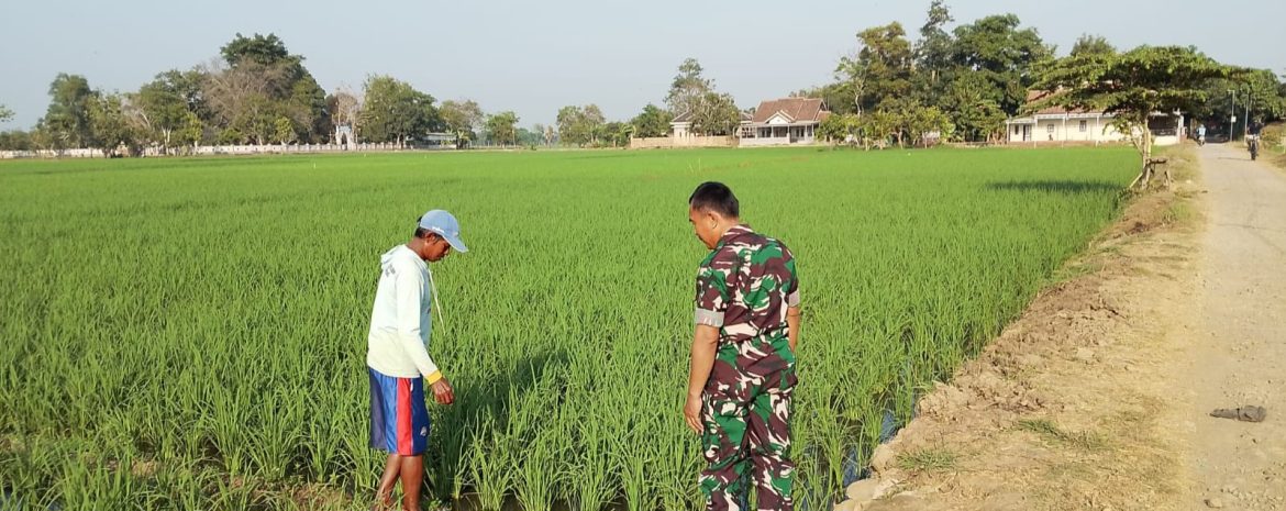 Babinsa Koramil 1605 Sukagumiwang Dampingi Petani Gunungsari, Pastikan Perawatan Padi Berjalan Optimal
