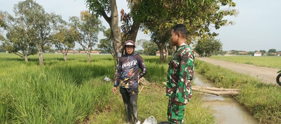 Babinsa Koramil 1605/Sukagumiwang Dampingi Petani Manguntara, Pastikan Perawatan Tanaman Padi Berjalan Optimal